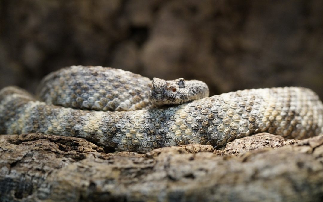 Encountering Snakes While on the trail