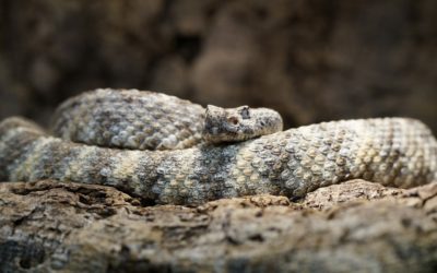 Encountering Snakes While on the trail