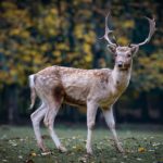 Dealing with wildlife while hiking or backpacking