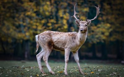 Dealing with Wildlife While Hiking and Backpacking